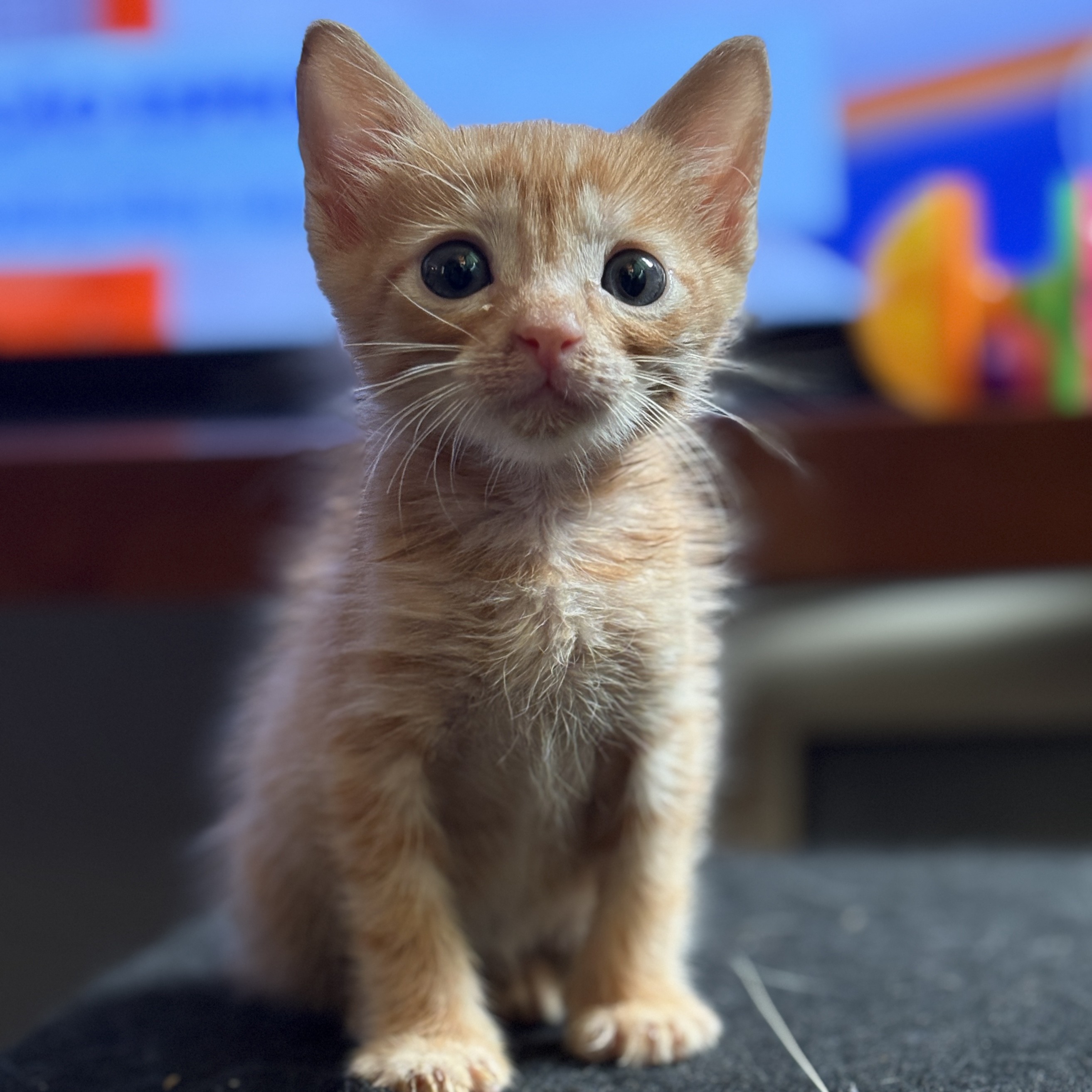 foto Not&iacute;cia Mococa